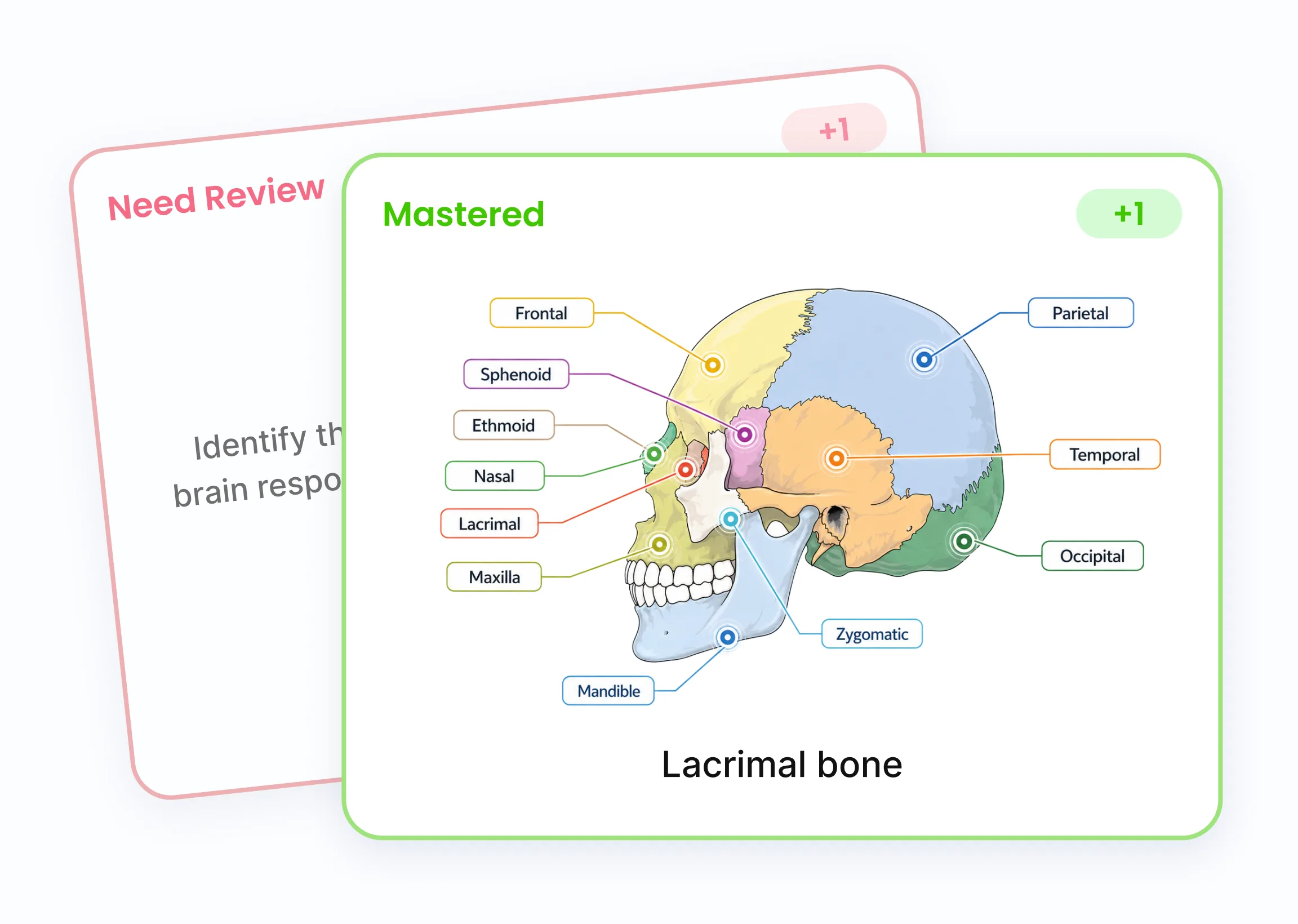 Two flashcards: one marked Need Review, one marked Mastered showing a labelled diagram of the skull